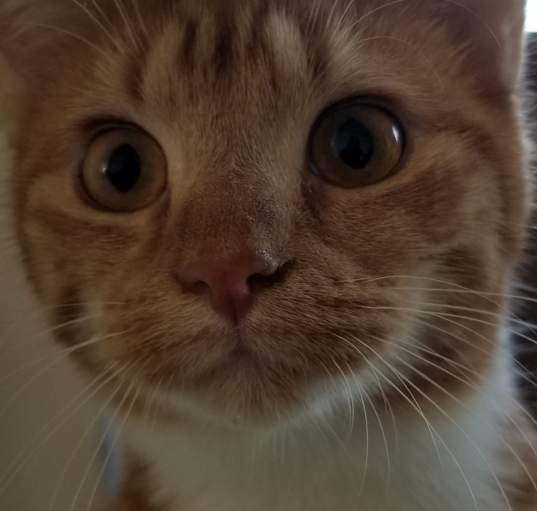 Photo of BLAZE