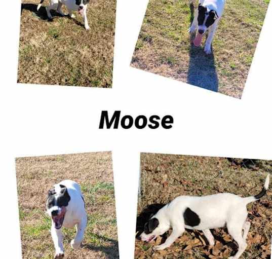 Photo of Moose