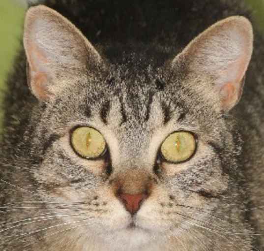 Photo of Nora