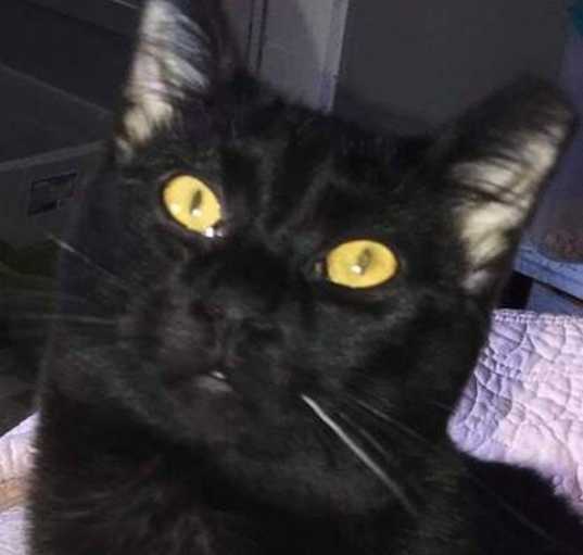 Photo of Cola