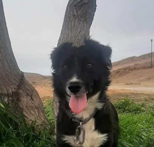 Photo of Paco