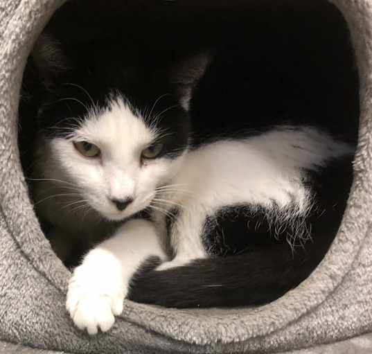 Photo of Patches