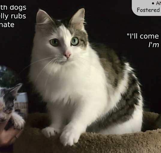Photo of Cookie L.