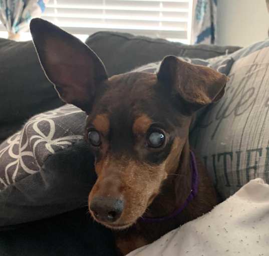 Photo of Maple