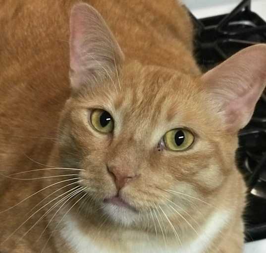 Photo of Sawyer