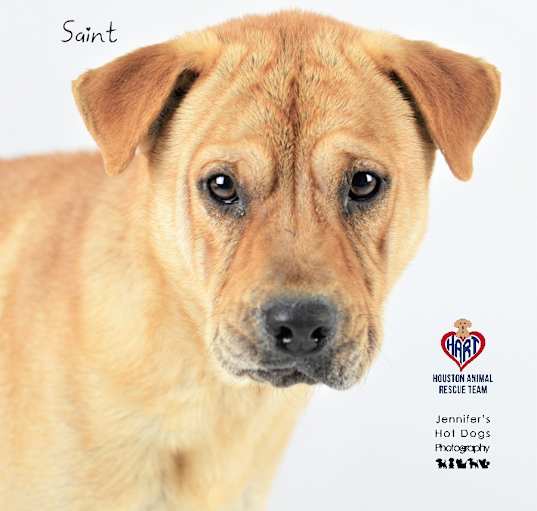 Photo of Saint