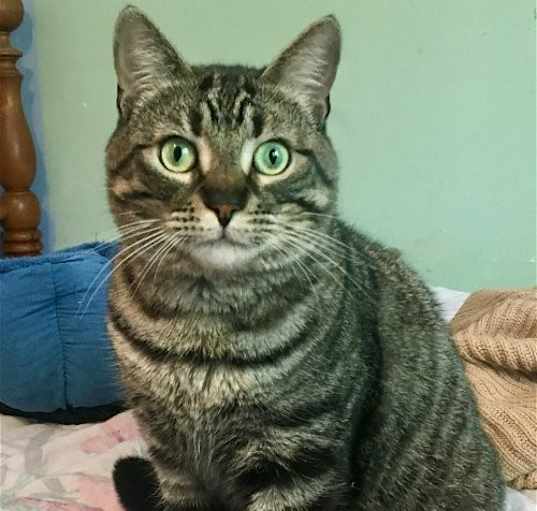 Photo of Piper