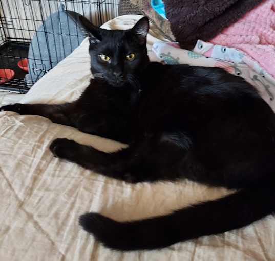 Photo of Bodhi