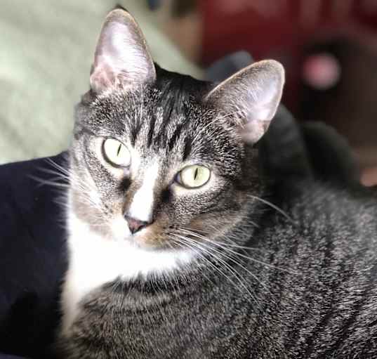 Photo of Dexter