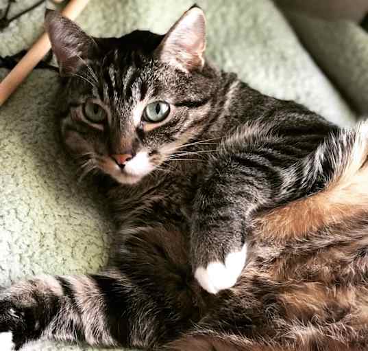 Photo of Marvin