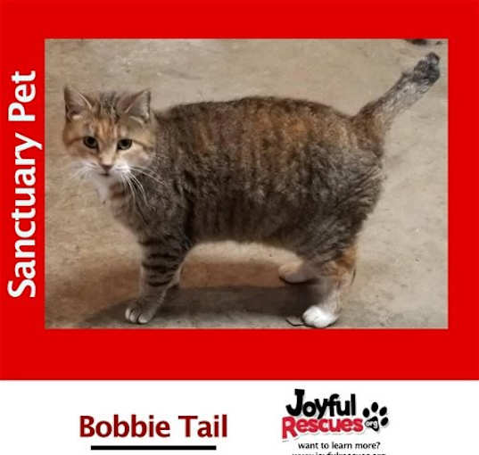 Photo of Bobbie Tail