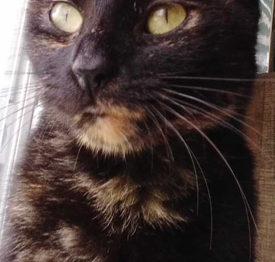 Photo of Annie - super sweet girl!