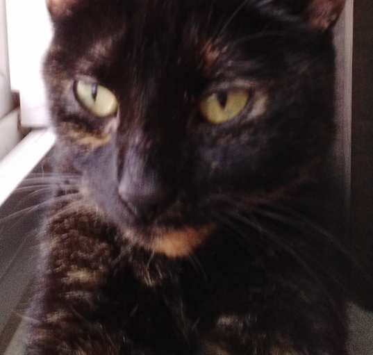 Photo of Annie - Super sweet girl!