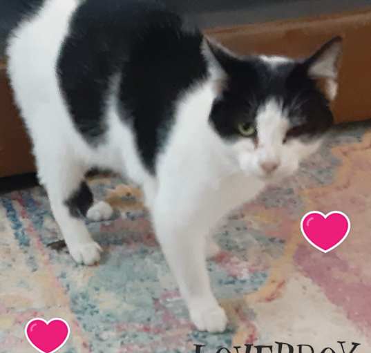 Photo of Loverboy