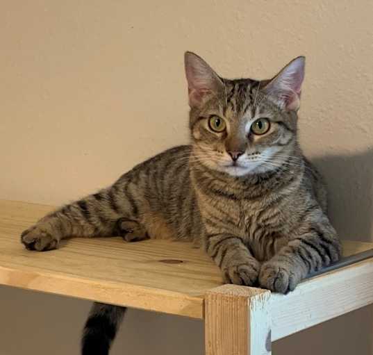 Photo of Tinkerbell