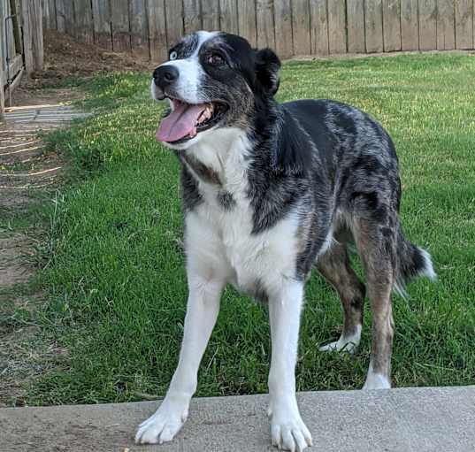 Photo of Chase