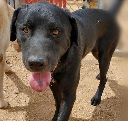 Photo of Blitzen- Stunning!  WINTER Special - contact us!
