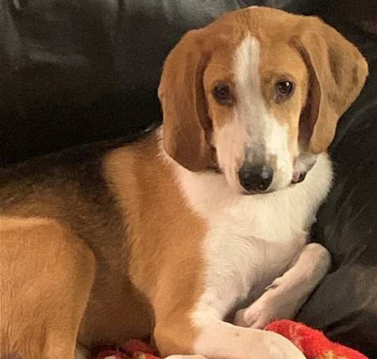 Photo of Razzle