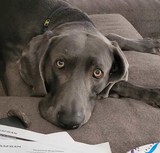 Photo of Otto