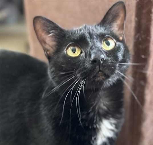 Photo of Ebony