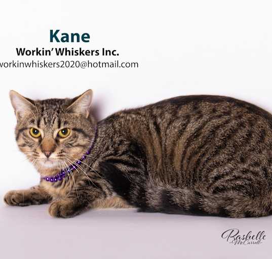 Photo of KANE