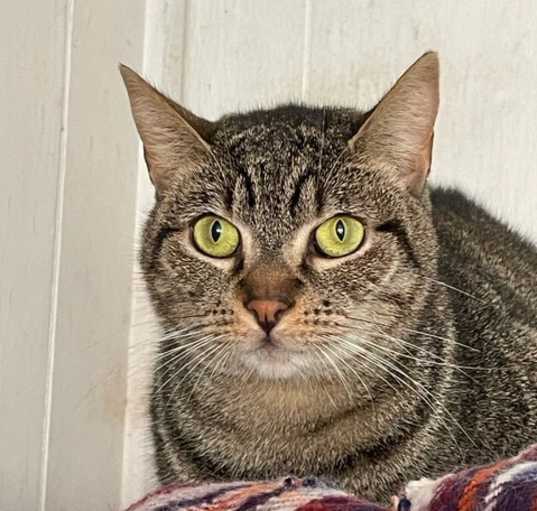 Photo of Piper