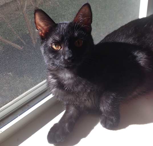 Photo of Gypsy