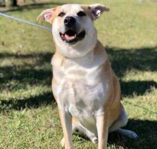 Photo of Tango