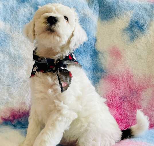 Photo of Spotty
