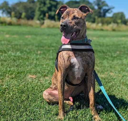 Photo of Bruno *foster needed*