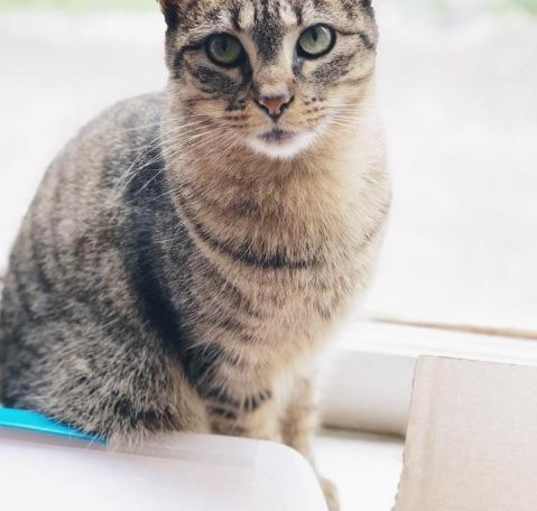 Photo of Felicia