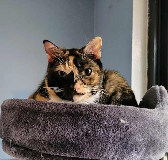 Photo of Rosie