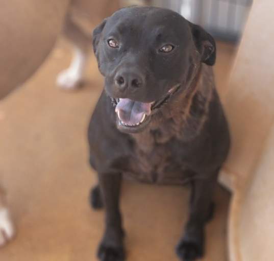 Photo of Laila