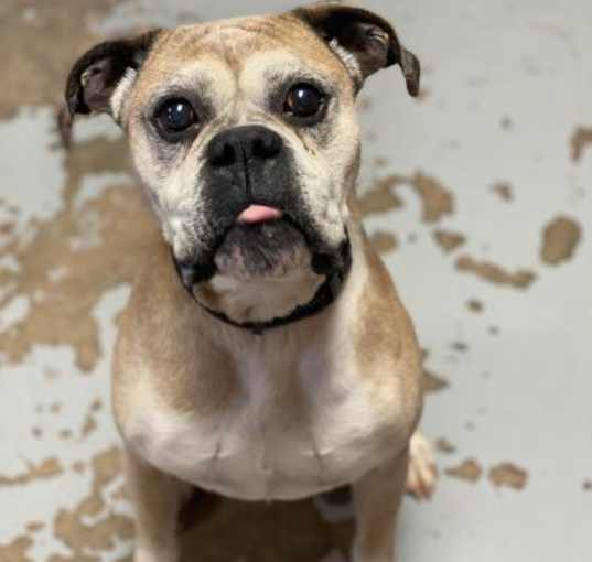 Photo of Bosley