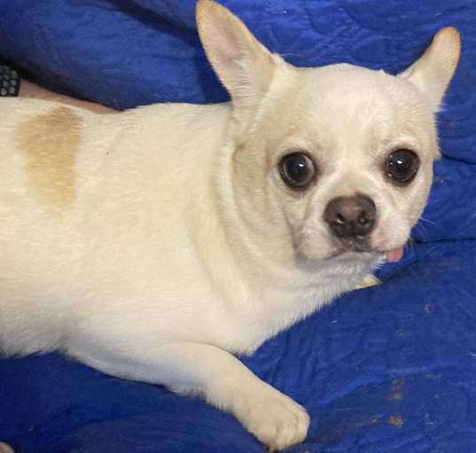 Photo of Milo