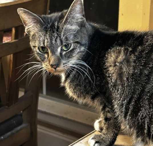 Photo of GI Jane 2yr+