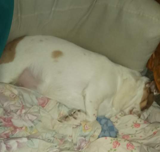 Photo of Daisy