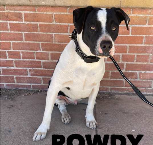 Photo of Rowdy