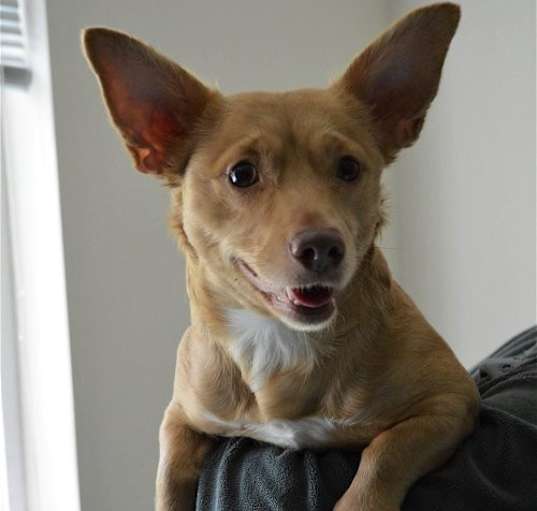 Photo of MIA a Corgi-Dachshund mix