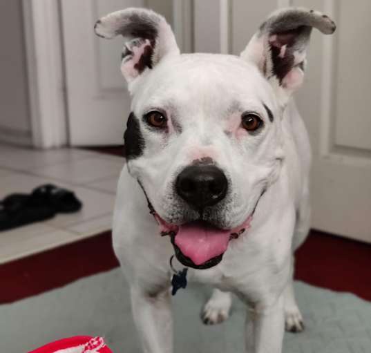 Photo of Laila-Spunky Senior