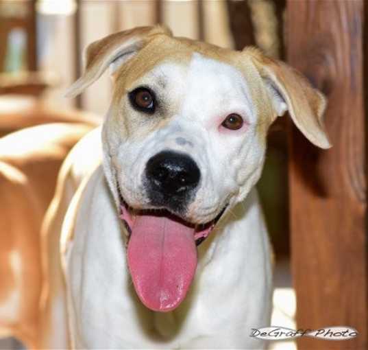 Photo of Lyra