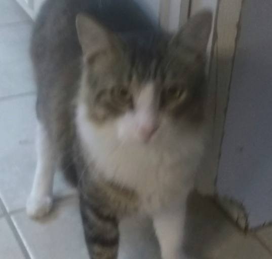 Photo of Toto