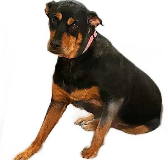 Photo of Diamond