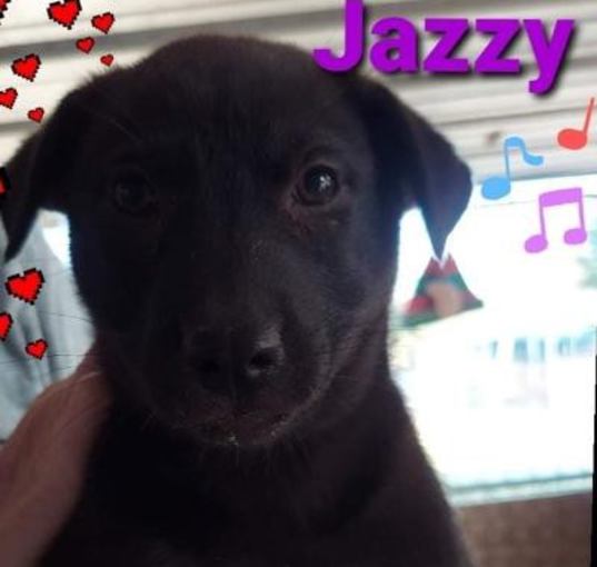 Photo of Jazzy