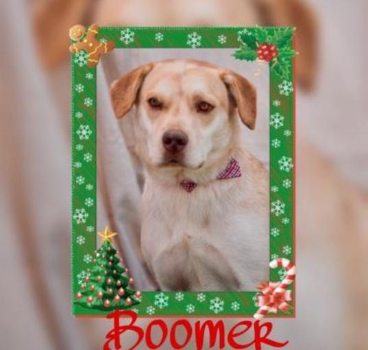 Photo of Boomer