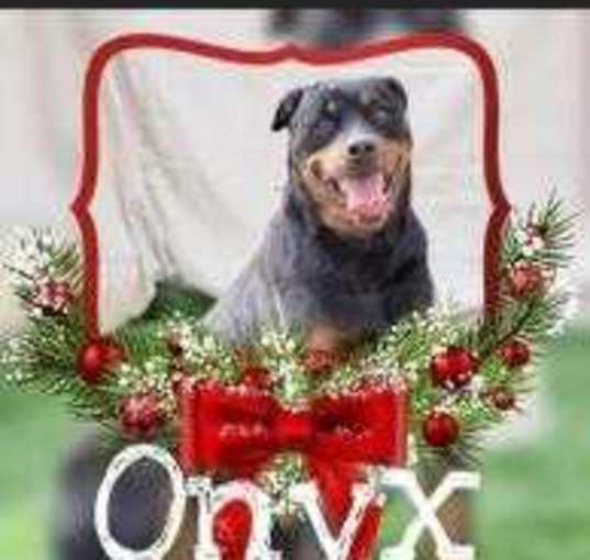 Photo of Onyx
