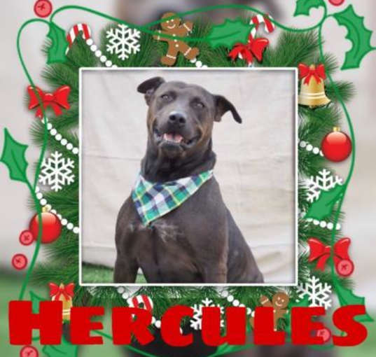 Photo of Hercules