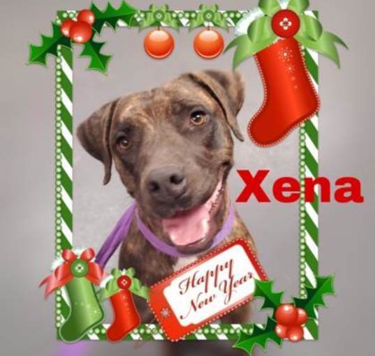 Photo of Xena