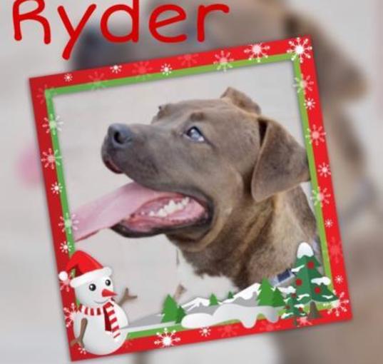 Photo of Ryder