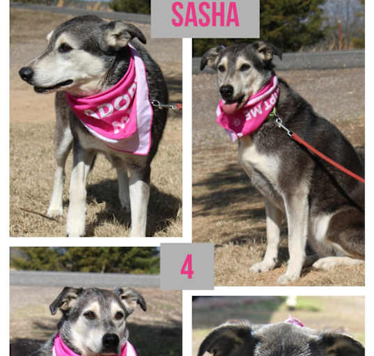 Photo of Sasha